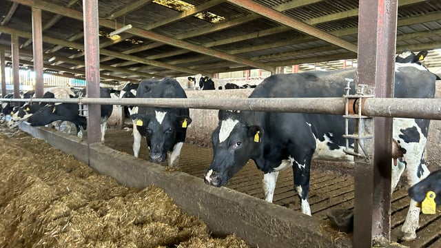 €748 predicted cost/cow increase for winter milk - Teagasc