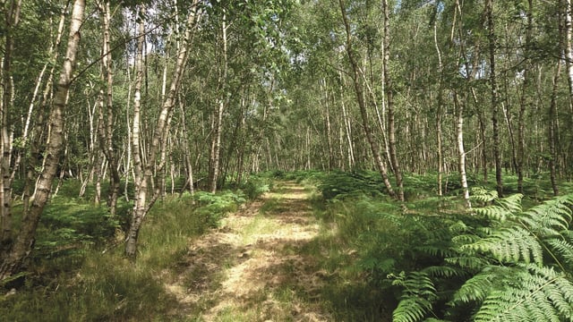 DAERA: Small Woodland Grant Scheme opens for applications