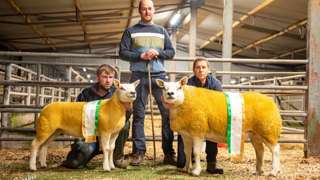 Prices reach €2,500 at Western Region Texel club female sale