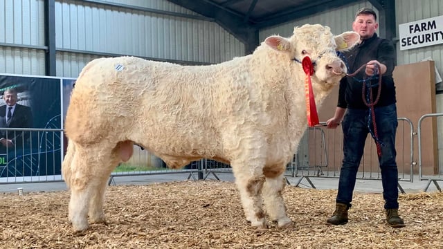 2 Leitrim-bred bulls take champion titles at Carrick show and sale