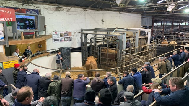 Mart report: Heavy bullocks cross €2,650 in Carnaross