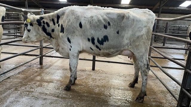 Carnew Mart dairy sale reaches €2,540