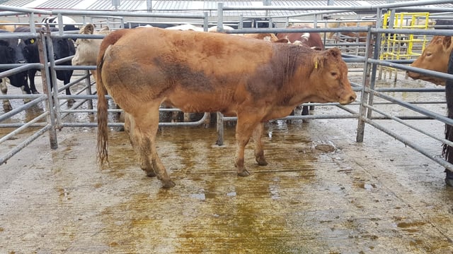Pics and prices: 1,200 cattle at New Ross fatstock sale