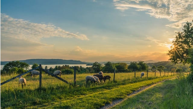 DAFM clarifies eligibility criteria for rare breeds in ACRES