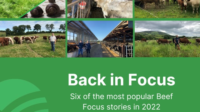 Beef Focus revisit: 6 farms back in focus for Christmas