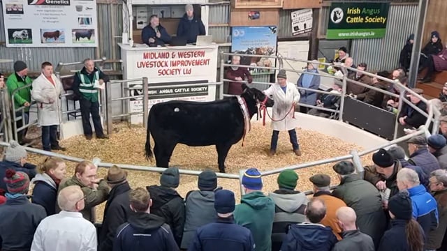 Roscommon heifer takes top price of €10,000 at Angus sale in Carrick