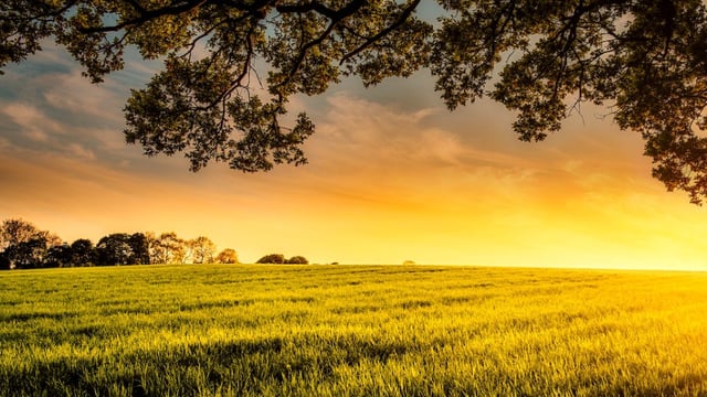 Arable land prices jump in Ireland - Eurostat