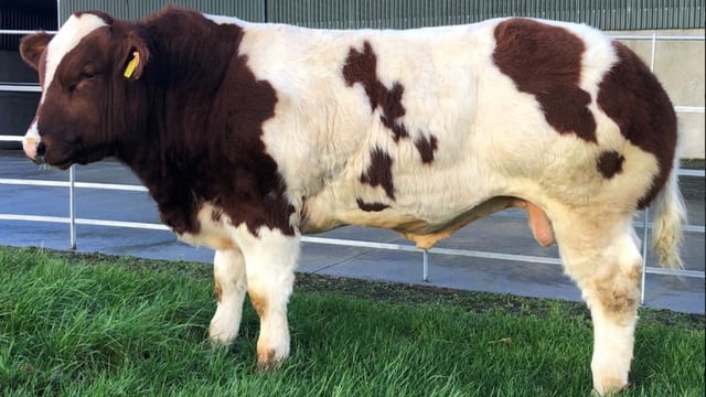 Limerick AI company buys Belgian Blue bull for €52,500