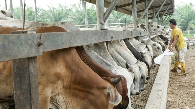 Mercosur: Timeline for reduced tariff beef and pigmeat imports
