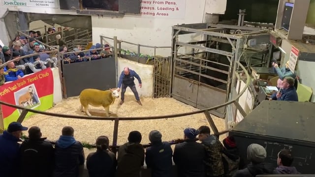 Video: €4,600 tops the North East Texel Twilight sale