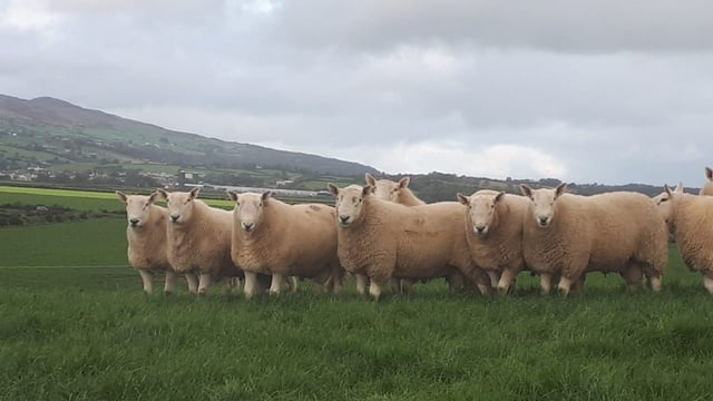 Sheep Improvement Scheme difficulties flagged