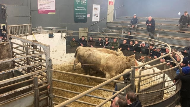 Video: Combined total of €6,000 for 2 cull cows in Kerry