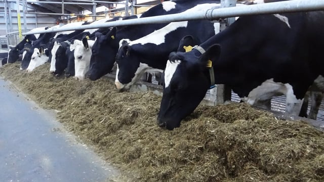 DAERA offering dairy farmers a study trip to England