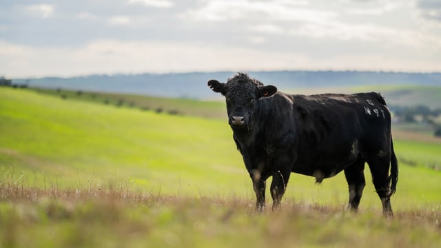 Datamars joins Global Roundtable for Sustainable Beef