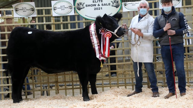 More than 100 Angus cattle to feature in Carrick sale