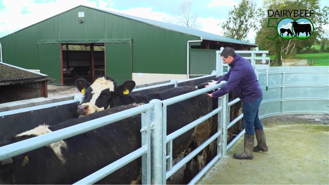 Winter Beef series: How to tell if cattle are factory fit