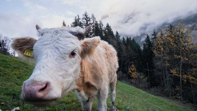 €15m emergency funding approved for farmers in 3 EU countries