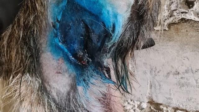 Goats from Howth herd to 'make full recovery' after dog attack