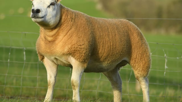 All-Star Texel sale reaches a high of €2,000