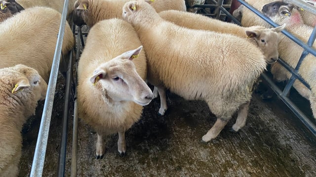 Sheep kill: Supplies bump up to reach nearly 60,000 head