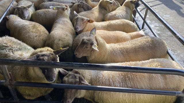 Sheep trade: Lamb prices back 5-10c/kg