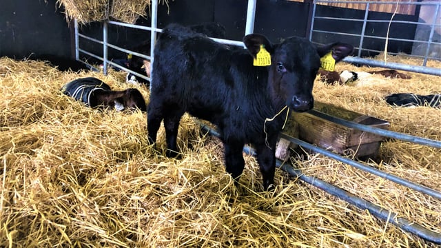 Straw or hay: Which is better to feed when rearing calves?