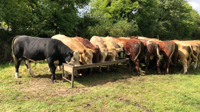 Teagasc: Further beef price inflation 'highly probable'