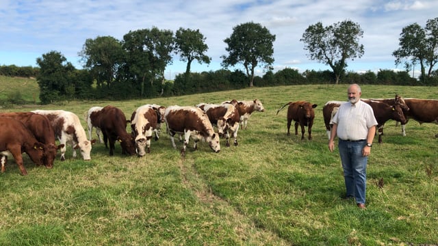 Beef Focus revisit: Breeding, rearing and processing rare breed beef at Killua Castle