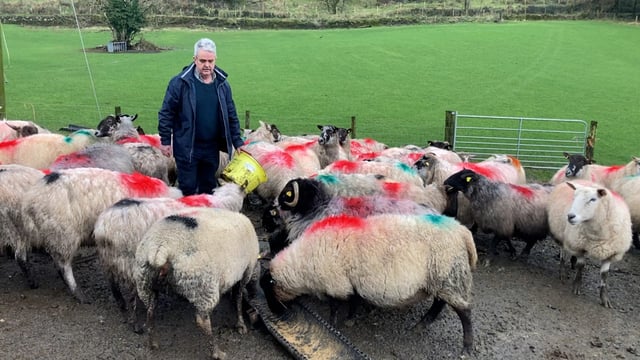 Comiskey standing down as IFA sheep chair