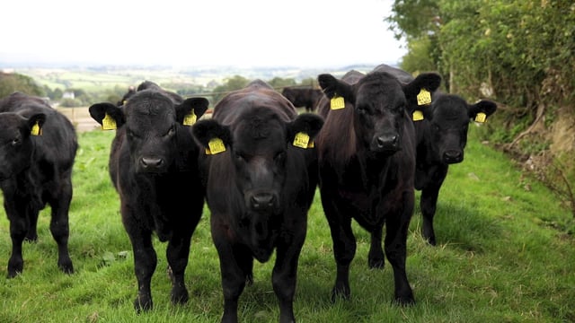 Co. Cork organic beef farm set to hold farm walk