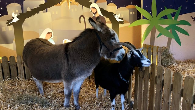 Opinion: Live Animal Crib makes its mark this Christmas