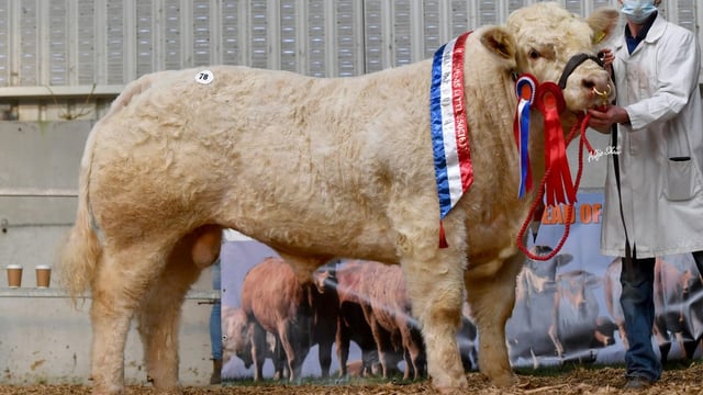 Charolais Christmas Cracker bull sale set for Elphin tomorrow