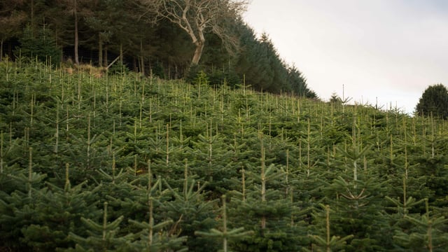 Sustainable Christmas trees locally grown in Dublin mountains
