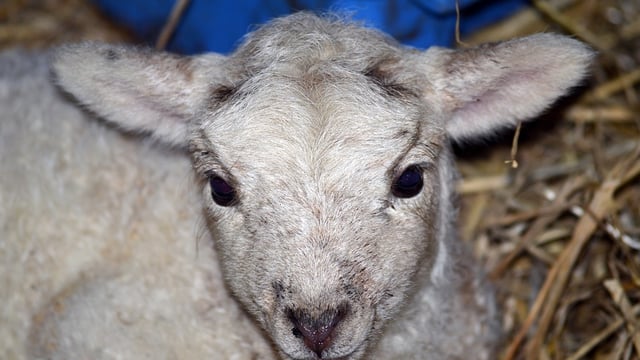 Live animal crib returns to Co. Wexford this weekend
