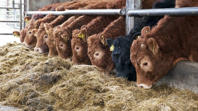 Silage analysis on beef farms shows variation in dry matter content