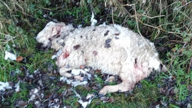 Graphic pics: Serious dog attack leaves sheep dead and missing in Kildare