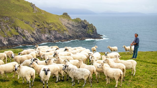 Short films showcase climate action project with Kerry farmers
