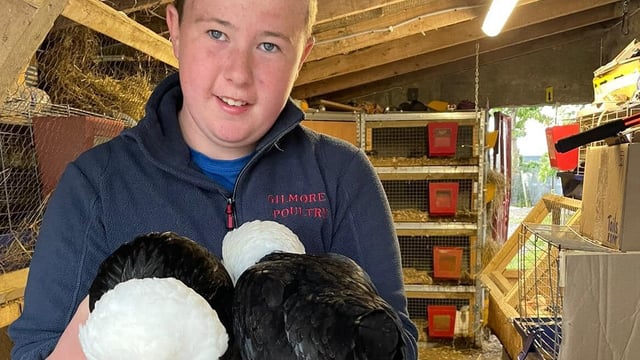Over 30 birds stolen from young Galway poultry breeder
