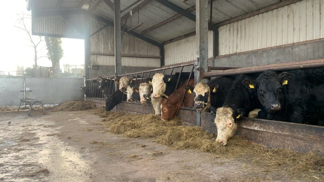 Factory quotes: Year to end on a high note for beef prices