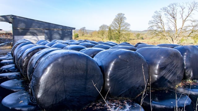 First-cut silage down 15% on average compared to 2022 - FCI