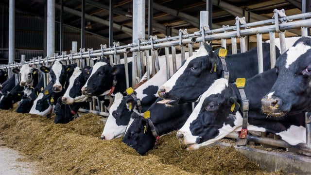 Retail milk price war looming in Northern Ireland - UFU
