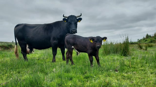 Gardaí investigate cattle robbery in Cork