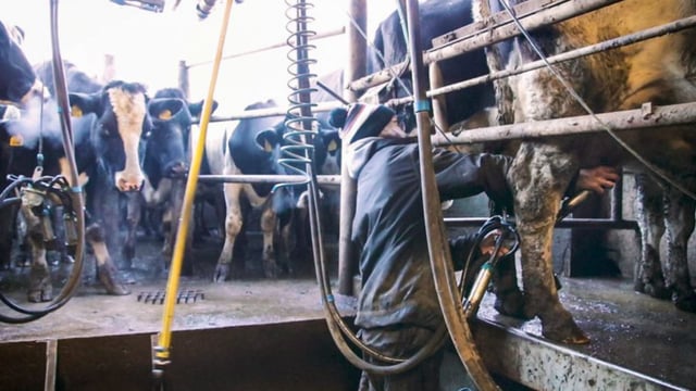 Teagasc publishes Green Cert farm placement guidebook