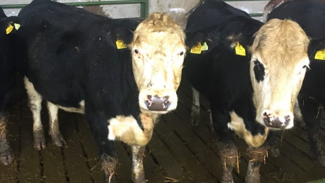 Winter Beef series: Advice on parasite treatment in cattle