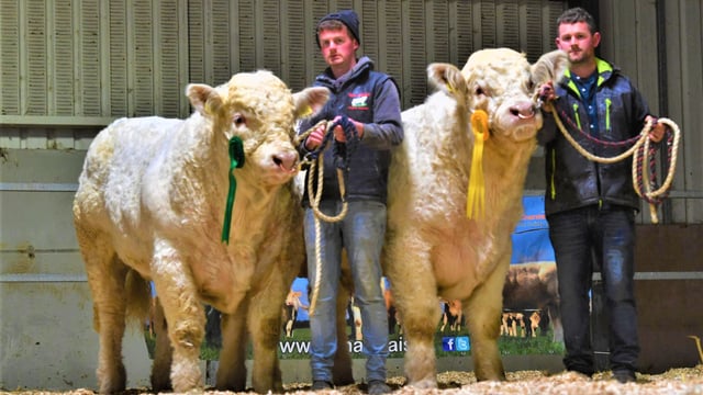 Mayo brothers secure €26,000 for 3 bulls at Christmas Cracker sale
