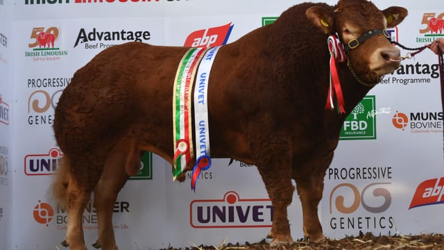 Over 30 bulls catalogued for Athenry Limousin show and sale