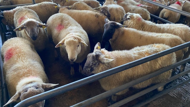 Sheep trade: Lamb prices going in the wrong direction