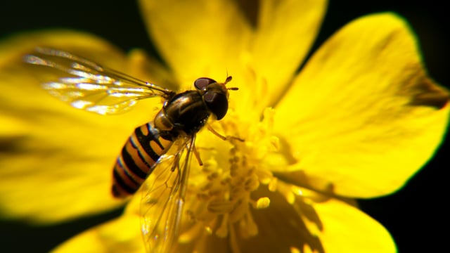 COP15: Calls for minister to promote the 'natural capital approach'