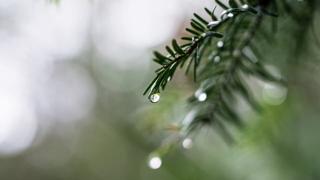 Weather: Wet and blustery but above zero ahead of Christmas