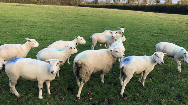 Genotyping: Society subsidies bring cost to €5/head in cases